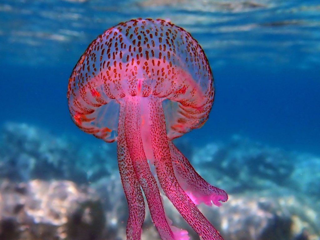 Ικανότητα μάθησης από μέδουσες χωρίς εγκέφαλο σύμφωνα με νέα&nbsp;ανακάλυψη