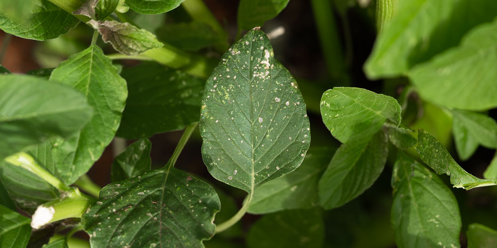 Οι σημαντικότερες ασθένειες των&nbsp;φυτών
