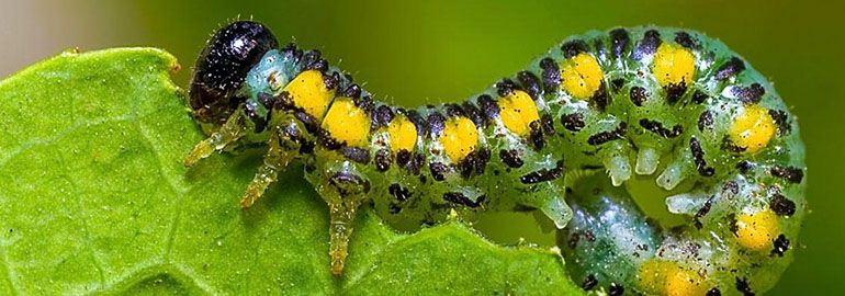 Οι σημαντικότεροι εχθροί των&nbsp;φυτών