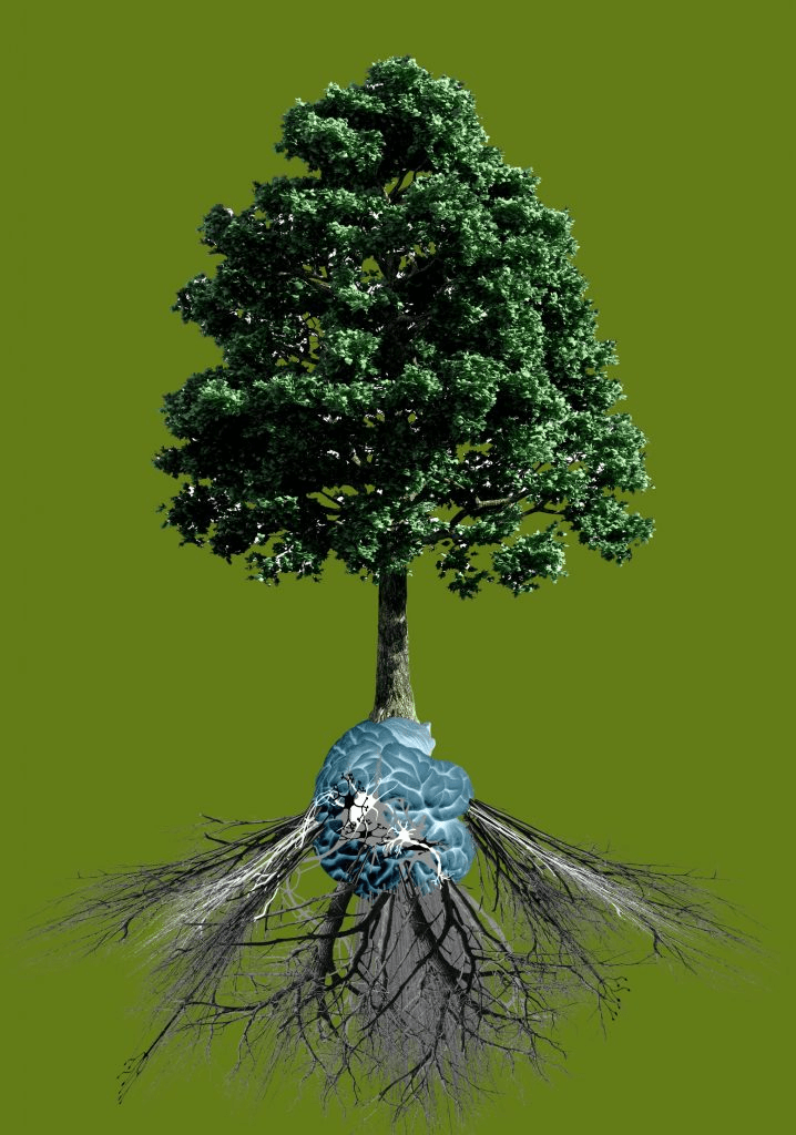 Νοημοσύνη Φυτών