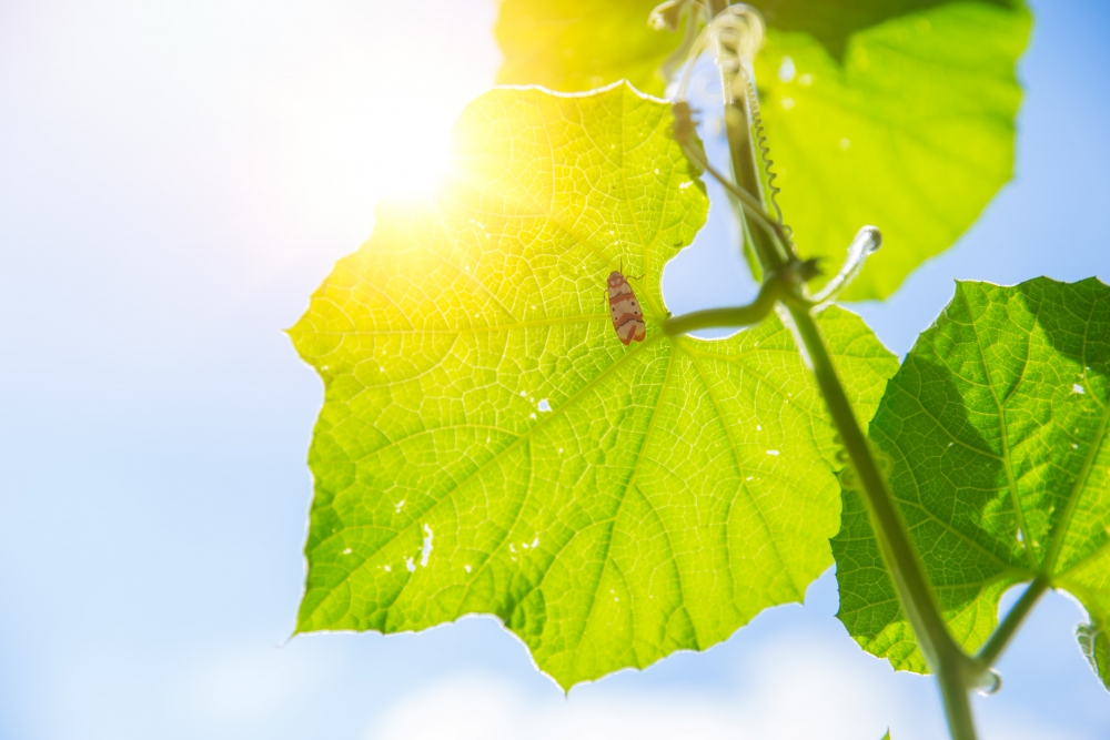 Κβαντική Βιολογία και&nbsp;Φωτοσύνθεση